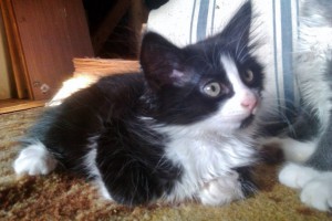 Отдам пушистиков - IMAG0287.jpg