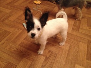 Маленькая Чука в добрые руки  - 1.jpg