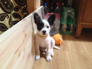 Маленькая Чука в добрые руки  - 2.jpg