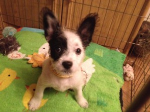 Маленькая Чука в добрые руки  - 3.jpg