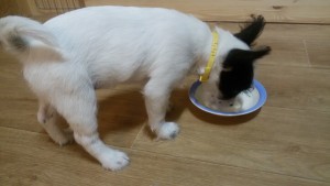 Маленькая Чука в добрые руки  - 43f3c4e03aafb11fc96c4a20314d6fe7.jpg