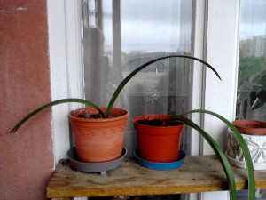 Пристроено. Цветы для офиса или лест. площадки в дар. - P07-09-15_08.26[1].jpg