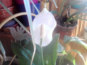 Пристроено. Цветы для офиса или лест. площадки в дар. - Цветение.00[1].jpg