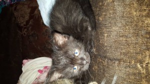 Отдан - 20150910_111837.jpg