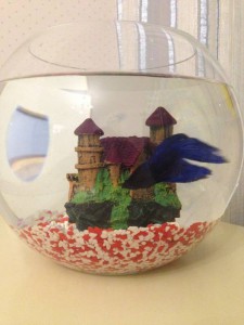 Избавлю вас от ненужного аквариума 30-40 литров - IMG_7510.JPG