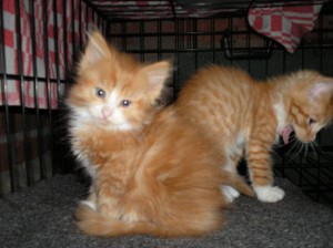 девочка на переднем плане и мальчик