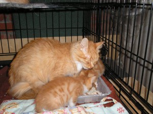 Кошка и котята