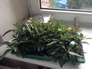 КАланхоэ отдам ростки - image.jpg