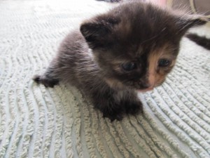 котята даром в добрые руки - IMG_2319.JPG