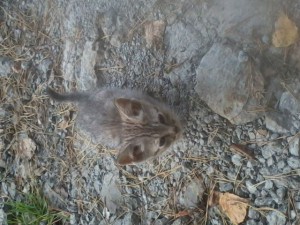 Помогите спасти котят  - Ar7685.jpg