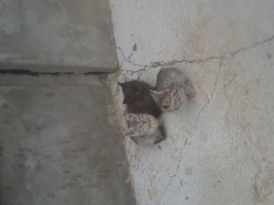 Помогите спасти котят  - Ar7693.jpg