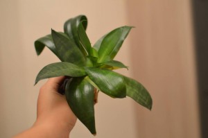 Отдам хлорофитум и сансивиерию - PHO_7251.JPG