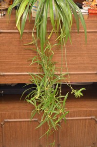 Отдам хлорофитум и сансивиерию - PHO_7248.jpg