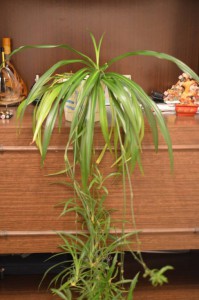 Отдам хлорофитум и сансивиерию - PHO_7249.jpg