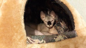 Отдам девочку сфинкса - 20141206_162152.jpg