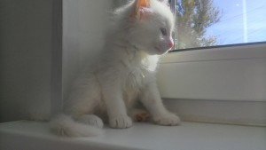 маленький Снежок