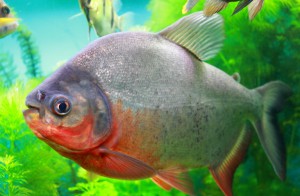 фото не мое, но рыбки такие.