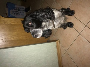 В добрые руки - IMG_1239[1].JPG