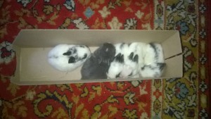 Такие вот малыши