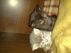 Отдам даром котят - DSC_0206.jpg