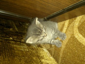 Отдам даром котят - DSC_0204.jpg