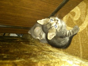 Отдам даром котят - DSC_0203.jpg