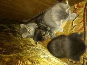 Отдам даром котят - DSC_0176.jpg