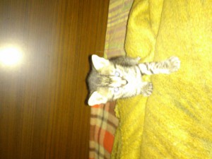 Отдам даром котят - DSC_0156.jpg