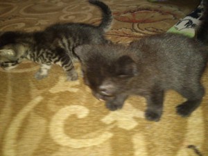 Отдам даром котят - DSC_0140.jpg