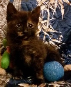 Очаровательные котята 1,5 мес в дар - 2015-10-09 20.18.17.jpg