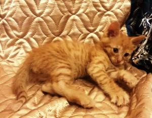 Очаровательные котята 1,5 мес в дар - 2015-10-09 20.17.41.jpg