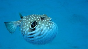 Приму в дар корм для аквариумных рыбок - r2_fkPR27061_orig_ba2ea54f.jpg