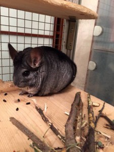 Отдам двух шиншилл пара 2 года  - image.jpeg