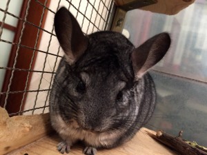 Отдам двух шиншилл пара 2 года  - image.jpeg