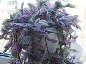 Отдам - 00000001_723.jpg