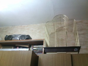 Найден попугай - s8gka-otp5E.jpg