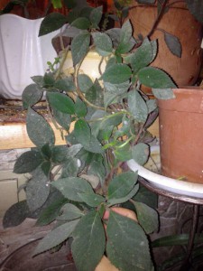 Комнатные растения ищут новый дом ОТДАНО - 8O5IAyIDDxA.jpg