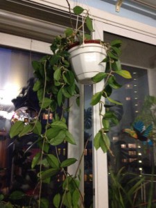 Комнатные растения ищут новый дом ОТДАНО - BVQJRRZEJH8.jpg