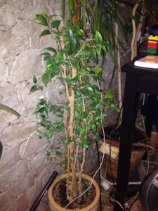 Комнатные растения ищут новый дом ОТДАНО - KLtvX62Ix2E.jpg