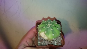 Отдам даром суккуленты и кактусы - DSC_0388.JPG