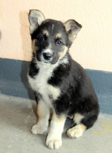 Счастье даром в добрые руки Малышка, выброшенная в овраг. - IMG_9747.JPG