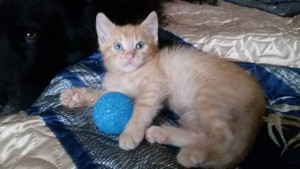 Очаровательные котята 1,5 мес в дар - 2015-10-15 16.14.21-1.jpg