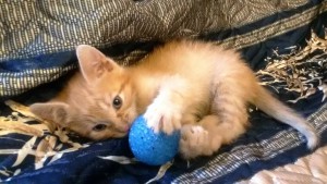 Очаровательные котята 1,5 мес в дар - 2015-10-15 15.59.49-14.jpg