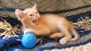 Очаровательные котята 1,5 мес в дар - 2015-10-15 16.01.07-1.jpg