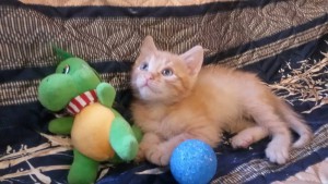 Очаровательные котята 1,5 мес в дар - 2015-10-15 16.02.06.jpg