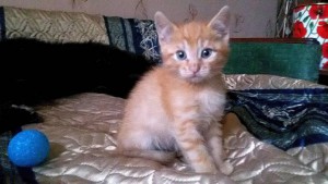 Очаровательные котята 1,5 мес в дар - 2015-10-15 16.22.47-6.jpg