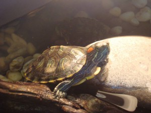 Гоша(прикольный)