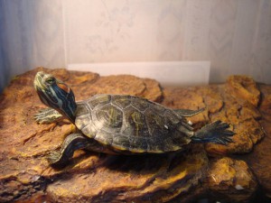 Марик: "О, у нас теперь большой мостик!"