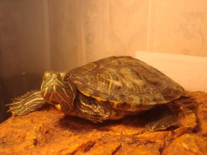 Гоша: "Да, вроде неплохо!"