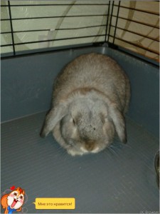 кролик - TMPDOODLE1445364099553.jpg